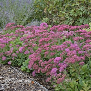 Sedum 'Carl'