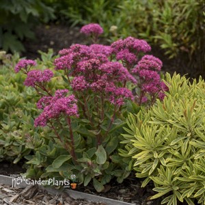Sedum 'Carl'