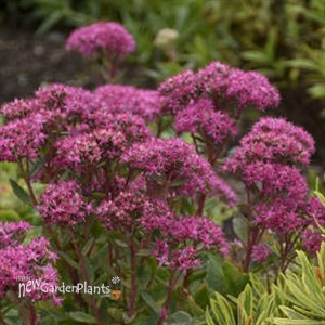 Sedum 'Carl'