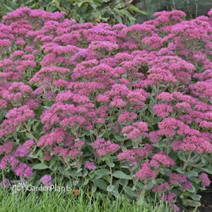 Sedum 'Carl'