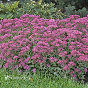 Sedum 'Carl'