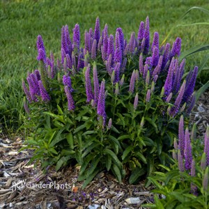 Veronica 'Purple Illusion' MAGIC SHOW Collection