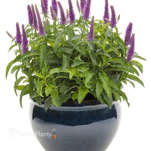 Veronica 'Purple Illusion' MAGIC SHOW Collection