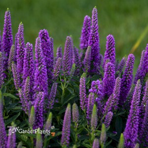 Veronica 'Purple Illusion' MAGIC SHOW Collection