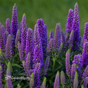 Veronica 'Purple Illusion' MAGIC SHOW Collection