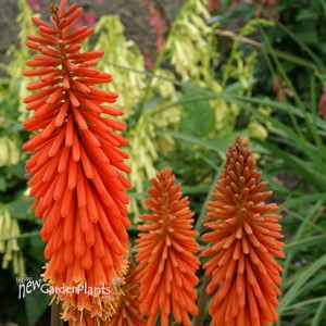 Red Hot Poker Alcazar
