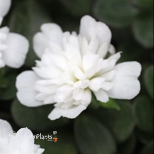 Portulaca ColorBlast Double Coconut