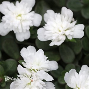 Portulaca ColorBlast Double Coconut