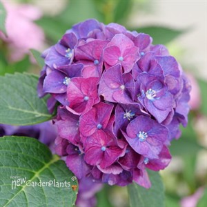 WEE BIT GRUMPY™  Bigleaf Hydrangea