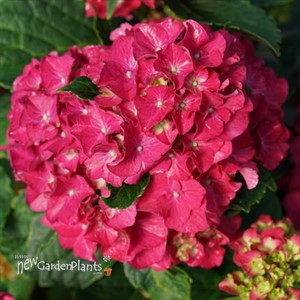 WEE BIT GRUMPY™  Bigleaf Hydrangea