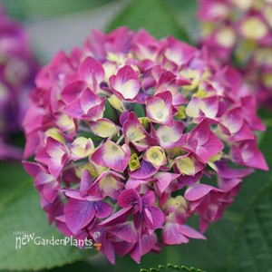 WEE BIT GIDDY Bigleaf Hydrangea