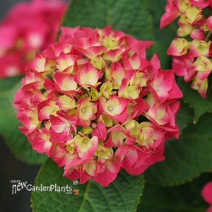 WEE BIT GIDDY Bigleaf Hydrangea