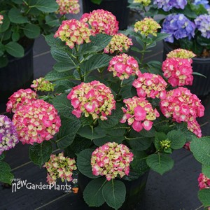 WEE BIT GIDDY Bigleaf Hydrangea