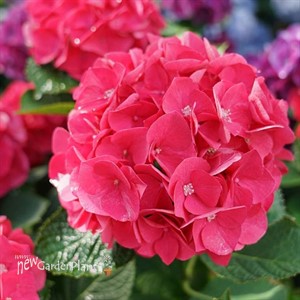 WEE BIT GIDDY Bigleaf Hydrangea