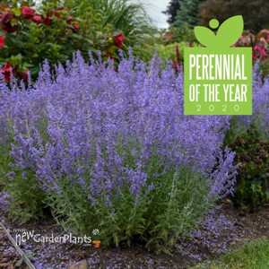 Perovskia atriplicifolia 'Denim 'n Lace' PP28445