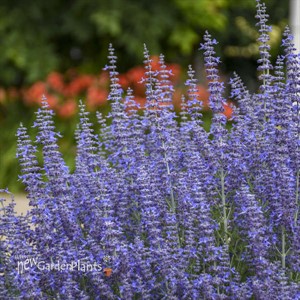 Perovskia atriplicifolia 'Denim 'n Lace' PP28445