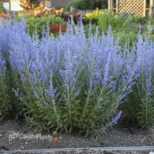 Perovskia atriplicifolia 'Denim 'n Lace' PP28445
