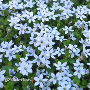 'Blue Star Creeper' Isotoma