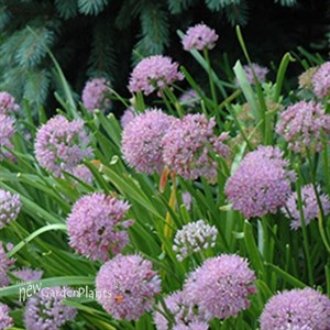 'Summer Beauty' Allium