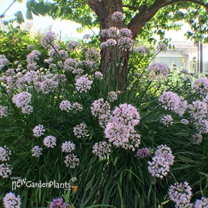 'Summer Beauty' Allium