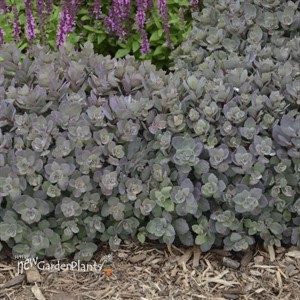 SunSparkler Dazzleberry Stonecrop