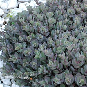 SunSparkler Dazzleberry Stonecrop