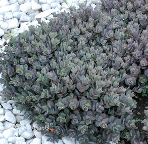 SunSparkler Dazzleberry Stonecrop