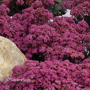 SunSparkler Dazzleberry Stonecrop