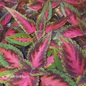 'Mainstreet Ruby Road' Coleus