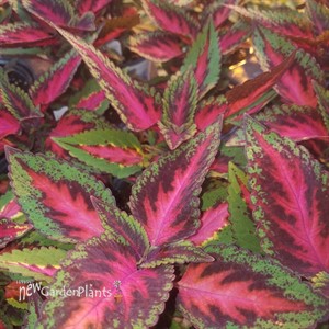 'Mainstreet Ruby Road' Coleus