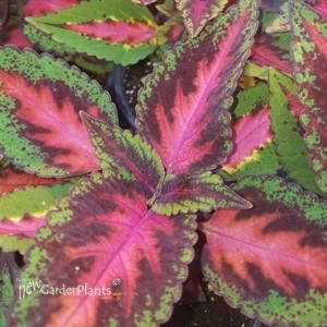 'Mainstreet Ruby Road' Coleus