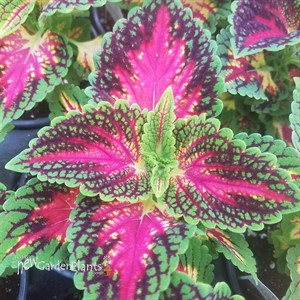 Coleus 'Mainstreet La Ramba