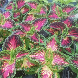 Coleus 'Mainstreet La Ramba