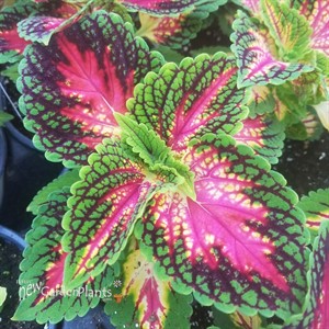 Coleus 'Mainstreet La Ramba