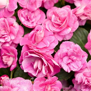 Rockapulco Rose Double Impatiens