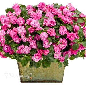 Rockapulco Rose Double Impatiens