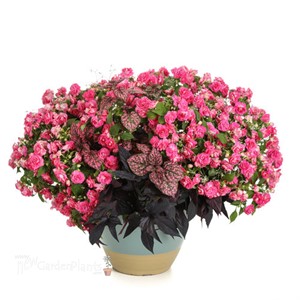 Rockapulco Rose Double Impatiens