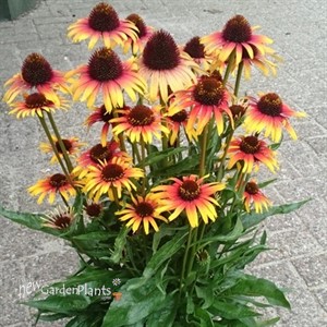 'Fine Feathered Parrot' Coneflower