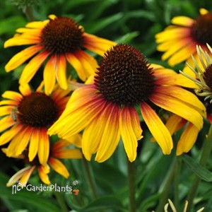 'Fine Feathered Parrot' Coneflower
