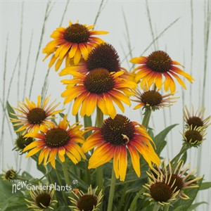 'Fine Feathered Parrot' Coneflower