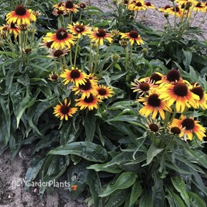 'Fine Feathered Parrot' Coneflower