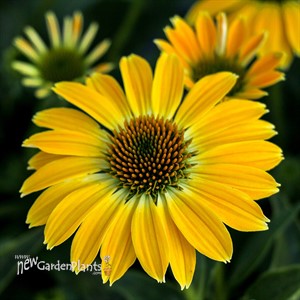 'Summer Solstice' Coneflower