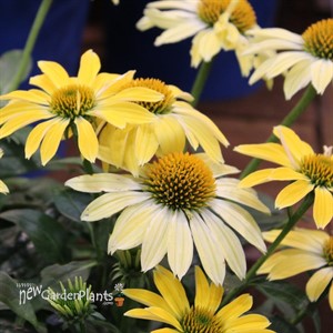 'Summer Solstice' Coneflower