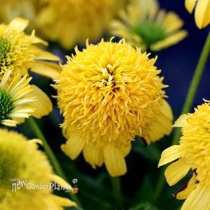 'SUNNY DAYS Lemon' Coneflower