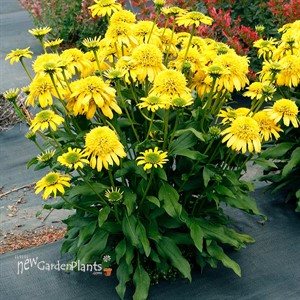 'SUNNY DAYS Lemon' Coneflower
