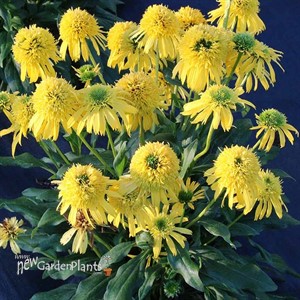 'SUNNY DAYS Lemon' Coneflower