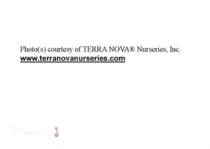 'SUNNY DAYS Lemon' Coneflower