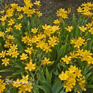 'Hello Yellow' Blackberry Lily