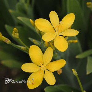 'Hello Yellow' Blackberry Lily
