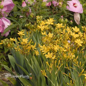 'Hello Yellow' Blackberry Lily